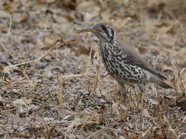 <h3><a href="/trips/safari/biota/animalia/chordata/aves/040 passeriformes/107 turdidae/psophocichla litsitsirupa/psophocichla litsitsirupa-nl.html">Psophocichla&nbsp;litsitsirupa</a> / Groundscraper&nbsp;thrush / Acacialijster</h3>OM-1 Mark II met OLYMPUS M.300mm F4.0, 1/2000 sec  bij F4.0, ISO 640, afstand 11.9&nbsp;m
